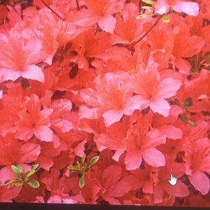 Meet your Posher, Su lai